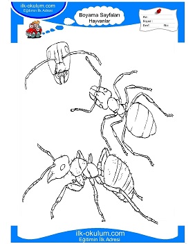 Çocuklar İçin Karınca Boyama Sayfaları 